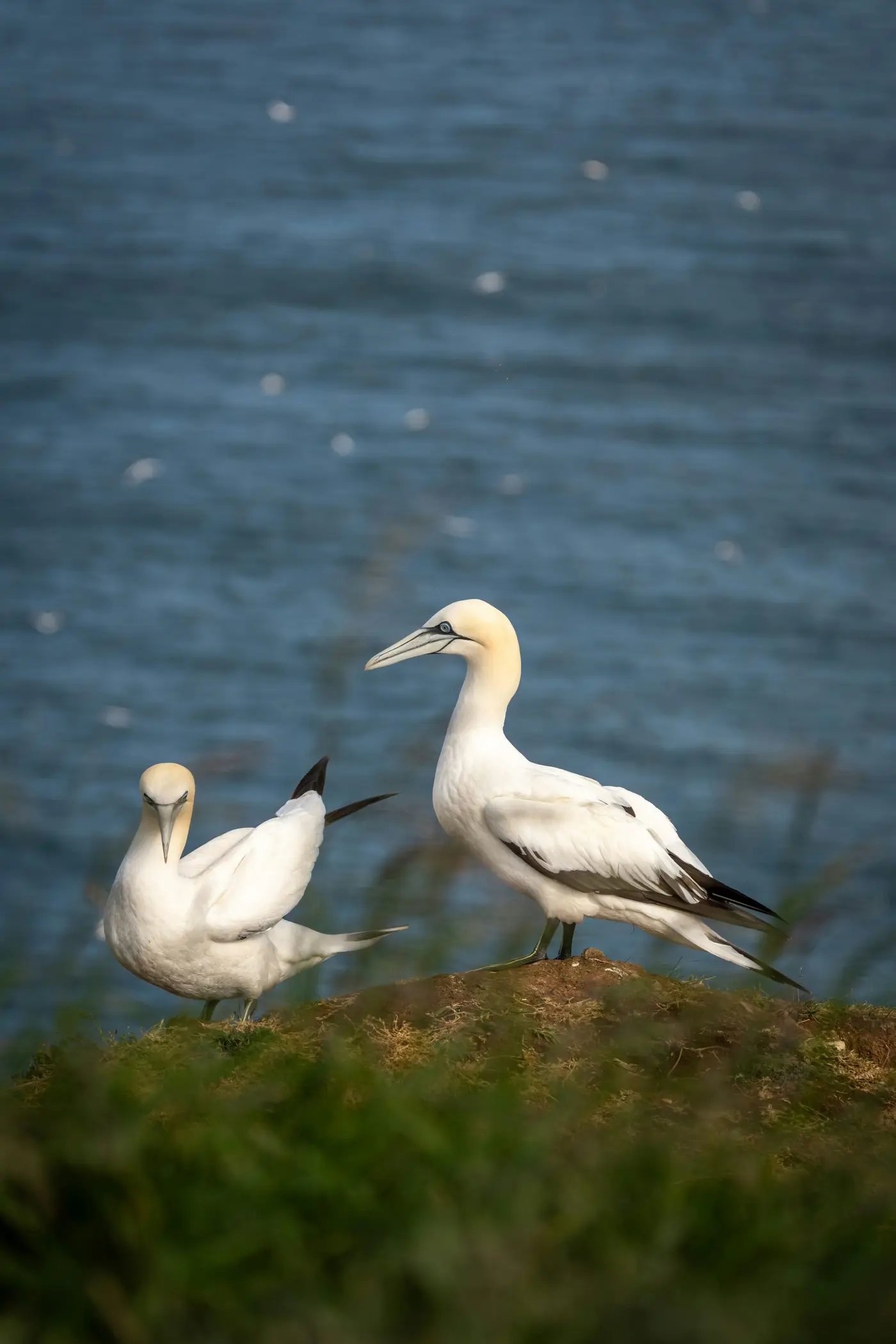 Coastal Wildlife