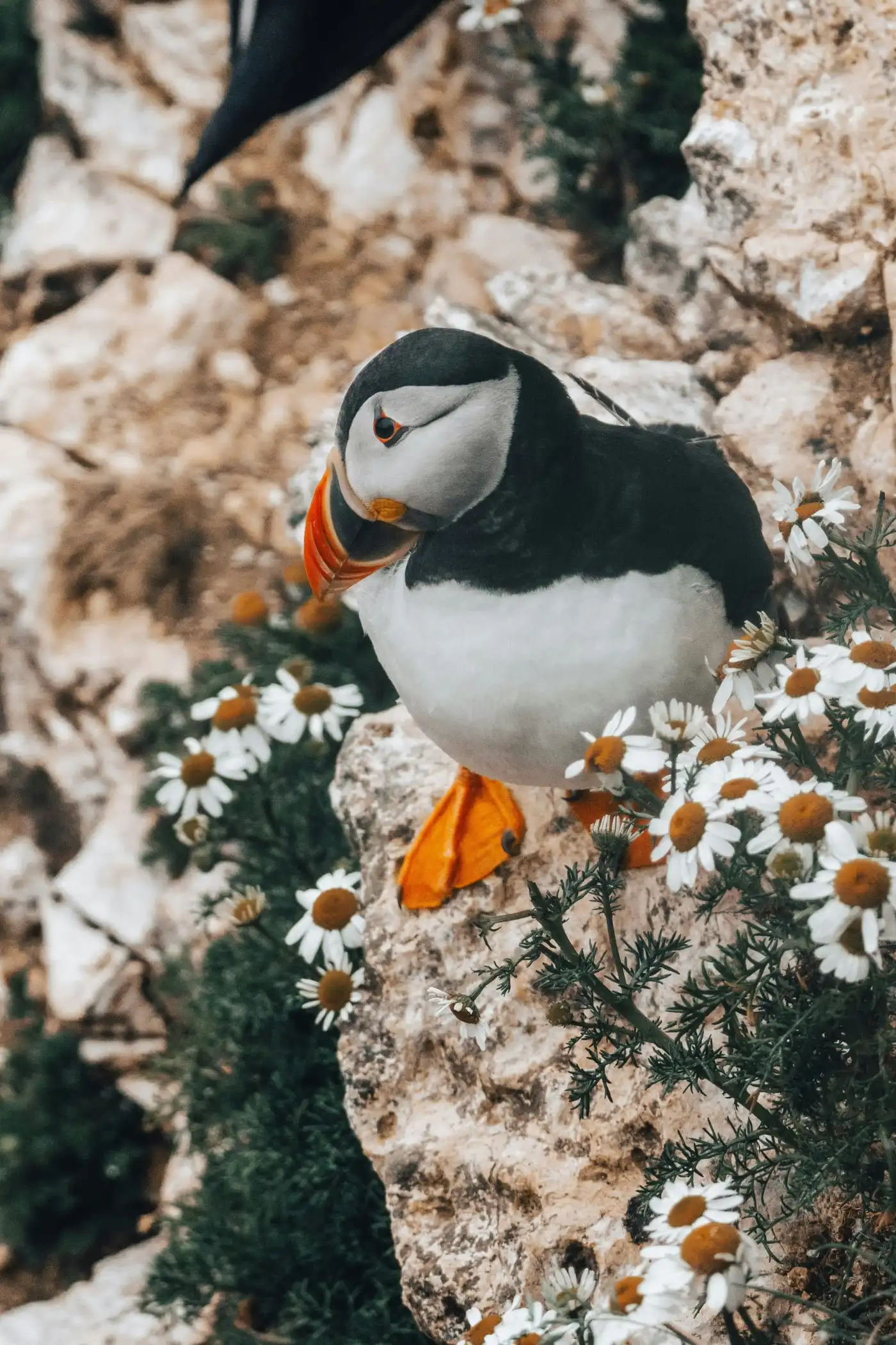Unbeatable Location With Local Wildlife